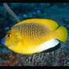Apolemichthys trimaculatus : 9-12 cm